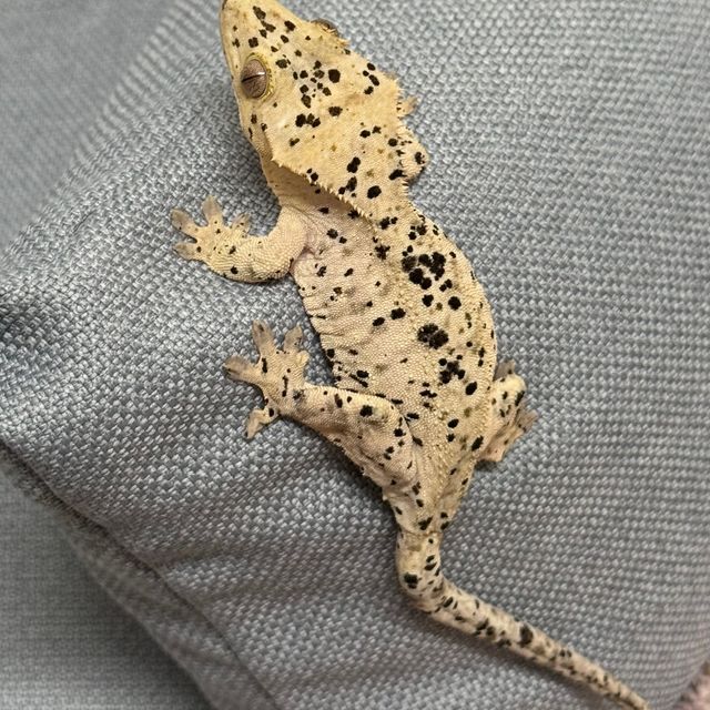 슈퍼달마시안