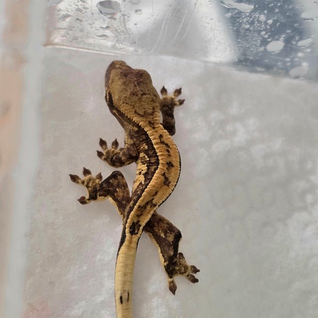 노멀 화이트포트홀 화이트스팟 풀핀