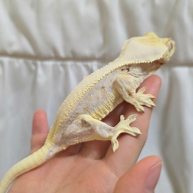 릴리화이트 풀핀 드리피 솔리드백