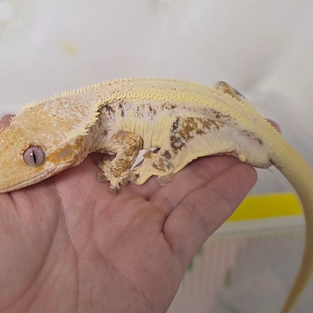 릴리화이트 솔리드백 풀핀 드리피