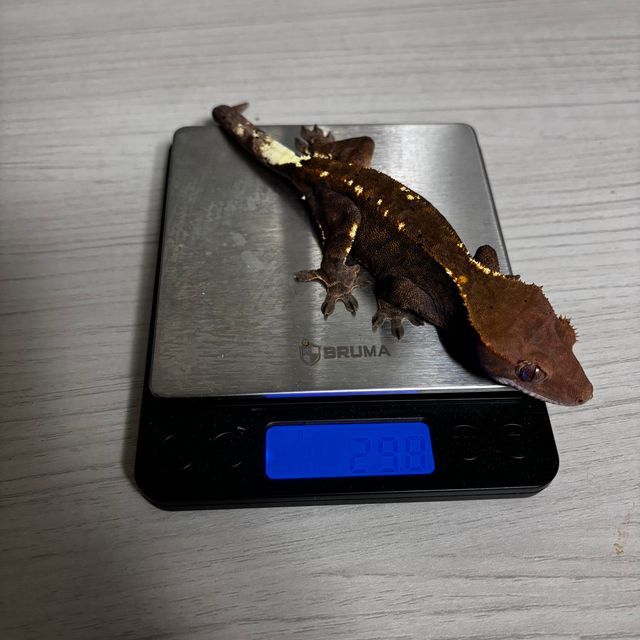 카푸치노