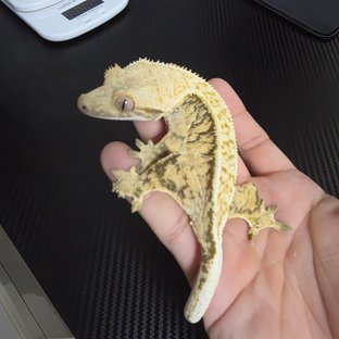 트라이