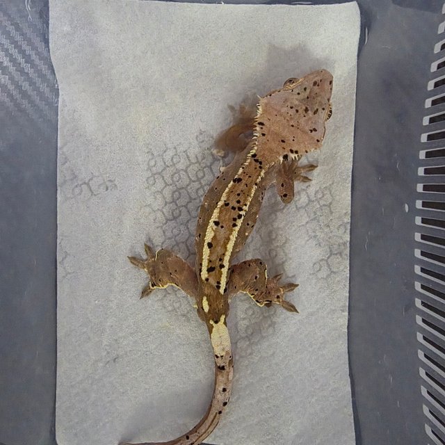 카푸치노 슈퍼달마시안 달마시안