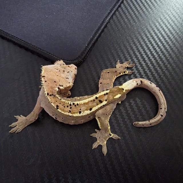 카푸치노 슈퍼달마시안 달마시안