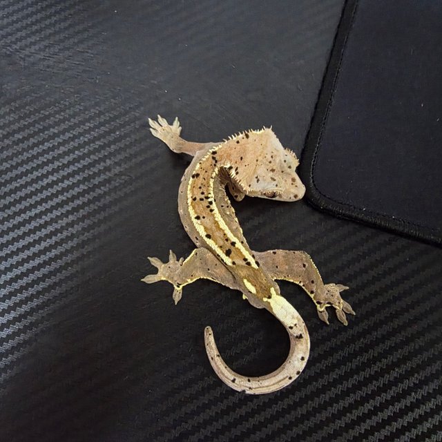 카푸치노 슈퍼달마시안 달마시안