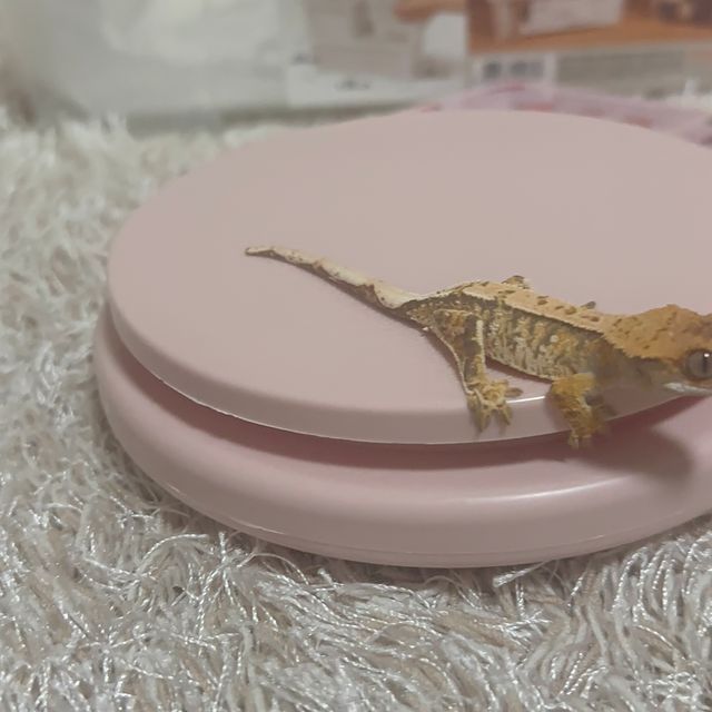 화이트핀 노멀 타이거