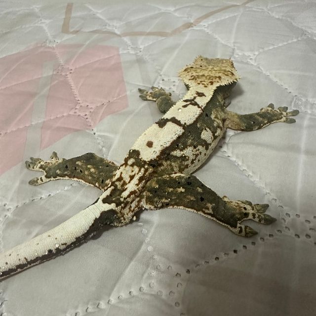 노멀