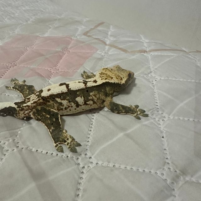 노멀 트라이