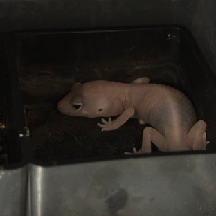 아멜라니스틱 카라멜 헷 아멜라니스틱 헷 카라멜