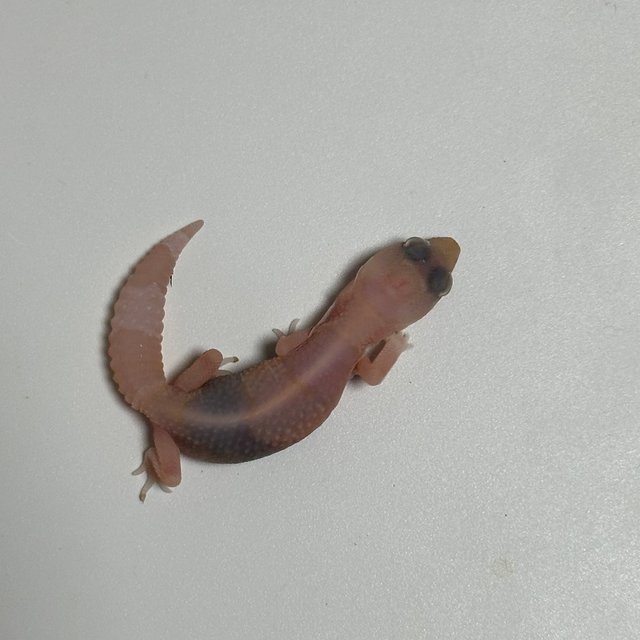 아멜라니스틱 카라멜 헷 아멜라니스틱 헷 카라멜