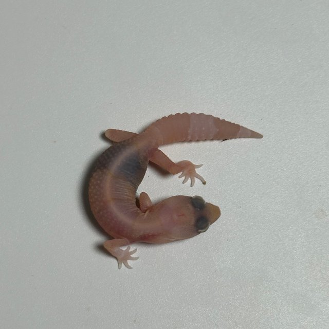 아멜라니스틱 카라멜 헷 아멜라니스틱 헷 카라멜