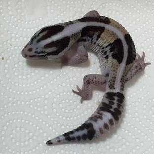 노멀 헷 오레오