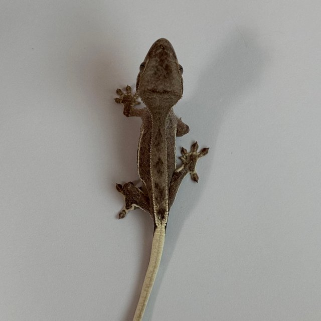 다크 레드 팬텀 릴리화이트