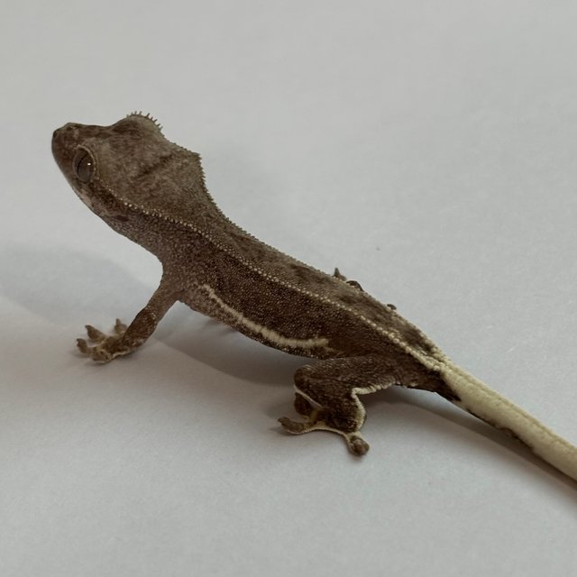 다크 레드 팬텀 릴리화이트