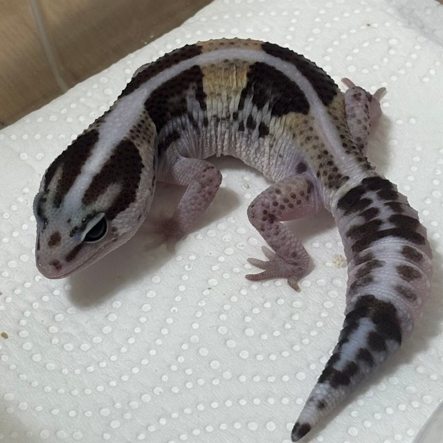 노멀 헷 오레오