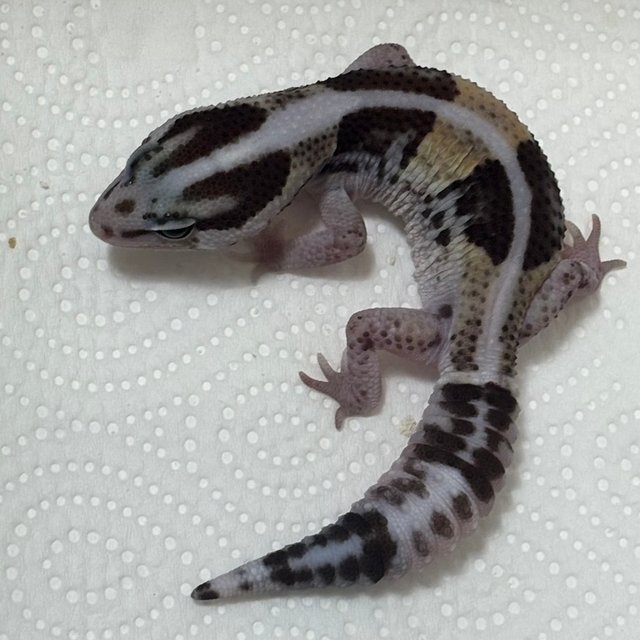 노멀 헷 오레오