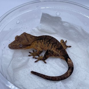 팬텀 다크 100%헷아잔틱