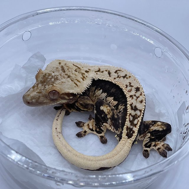 노멀 쿼드 풀핀