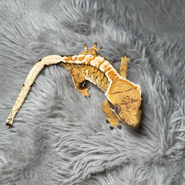 노멀 텐저린 트라이