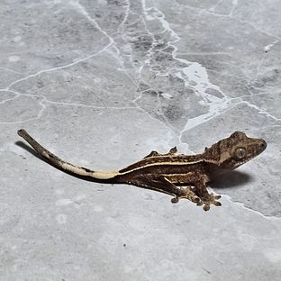 오닉스 엠티백