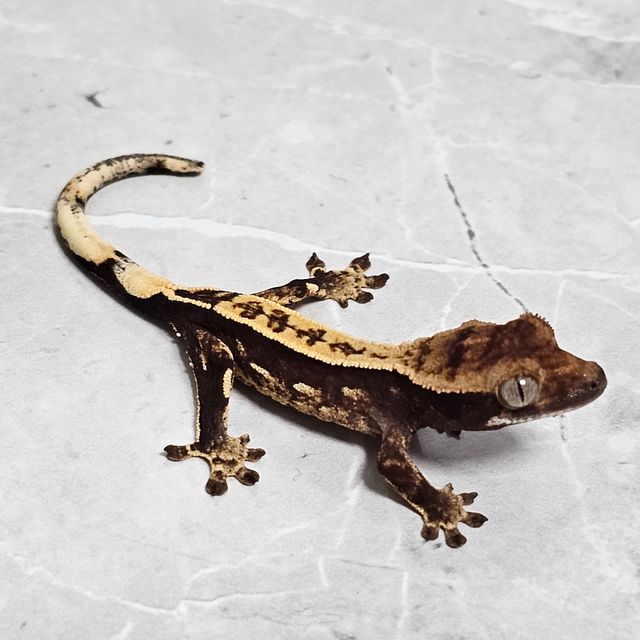 오닉스 엠티백