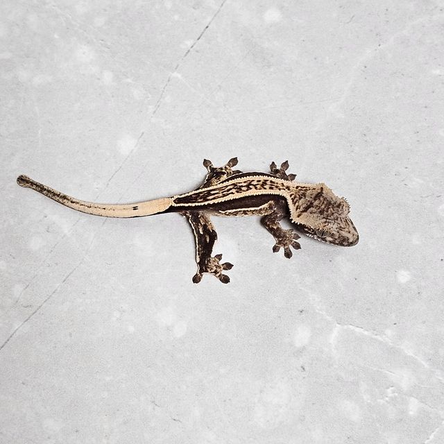오닉스 엠티백