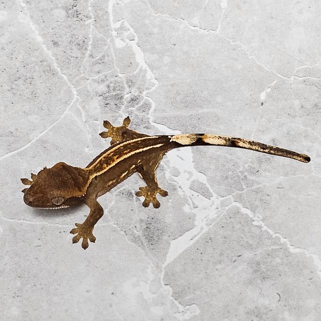 오닉스 엠티백
