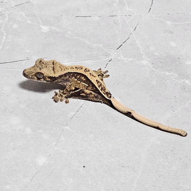 노멀