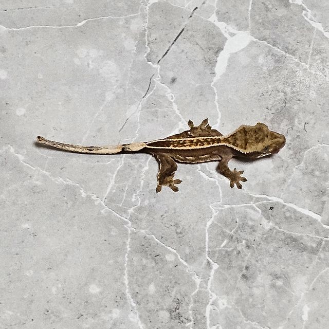오닉스 엠티백