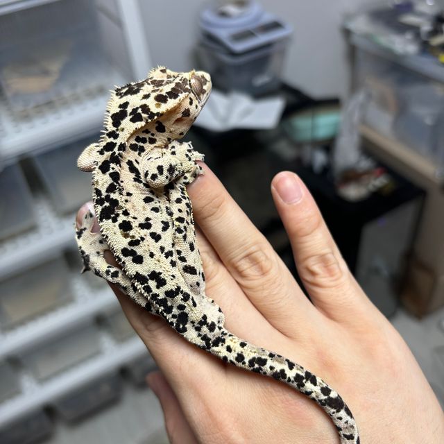 슈퍼달마시안