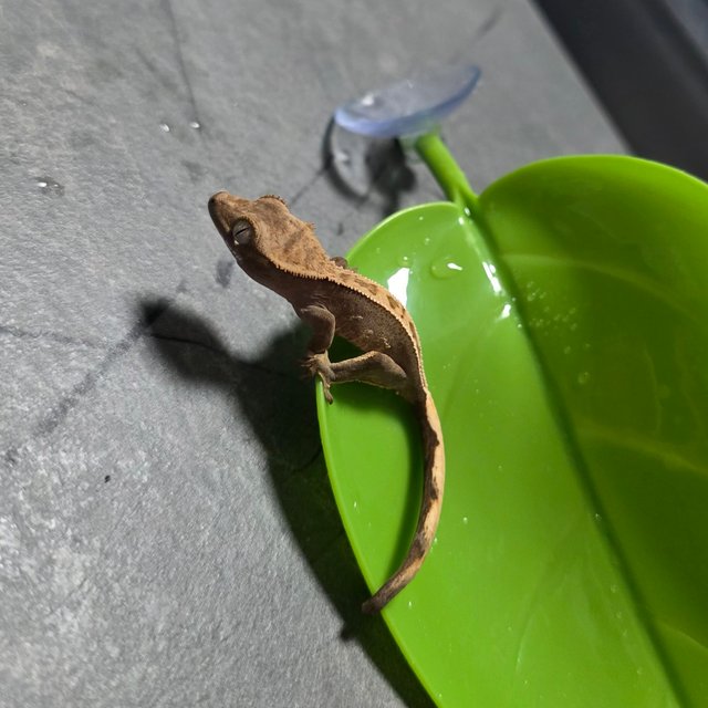 100%헷아잔틱 노멀 풀핀