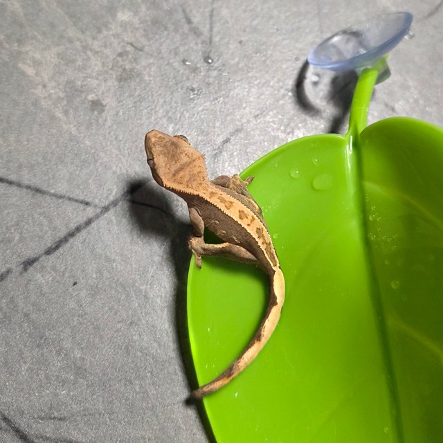 100%헷아잔틱 노멀 풀핀