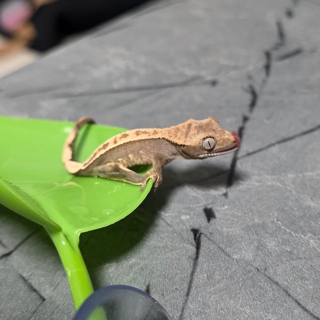 100%헷아잔틱 노멀 풀핀