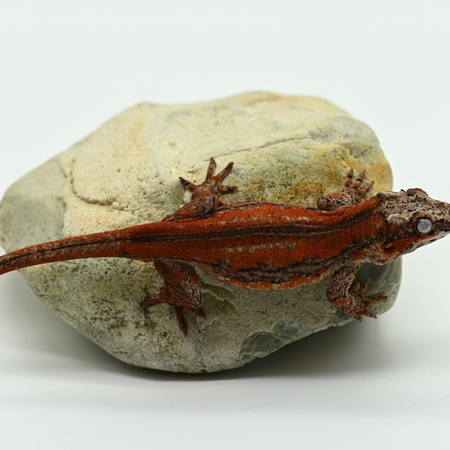 레드 스트라이프