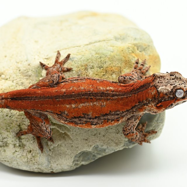 레드 스트라이프