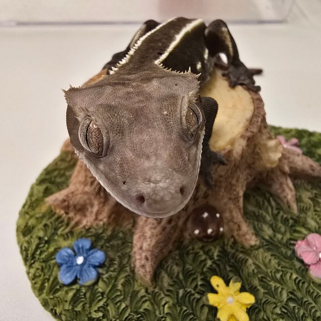 아잔틱
