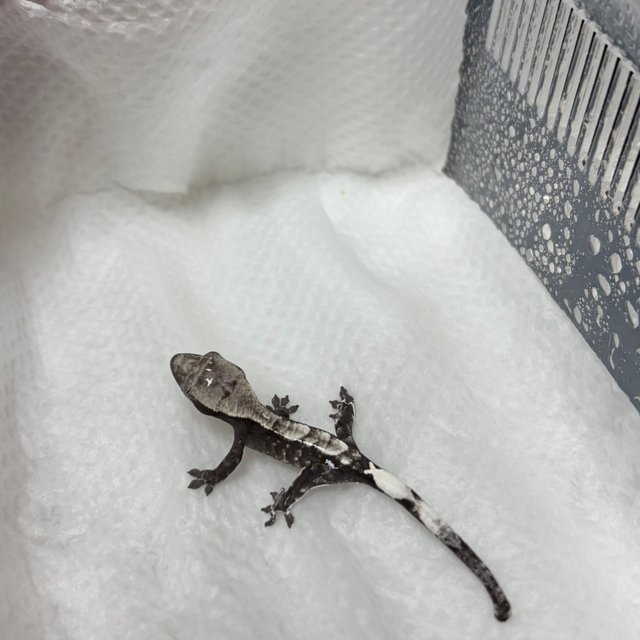 카푸치노 아잔틱