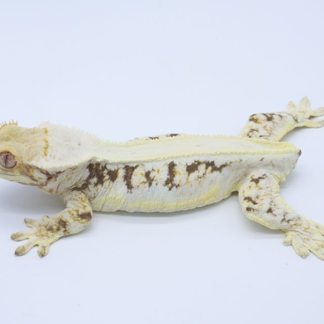 릴리화이트 솔리드백