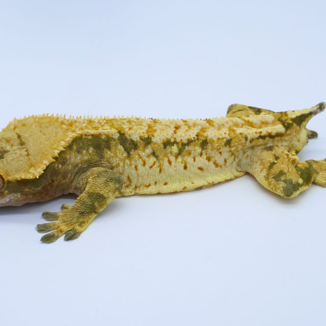 트라이 슈퍼스트라이프 드리피 화이트스팟