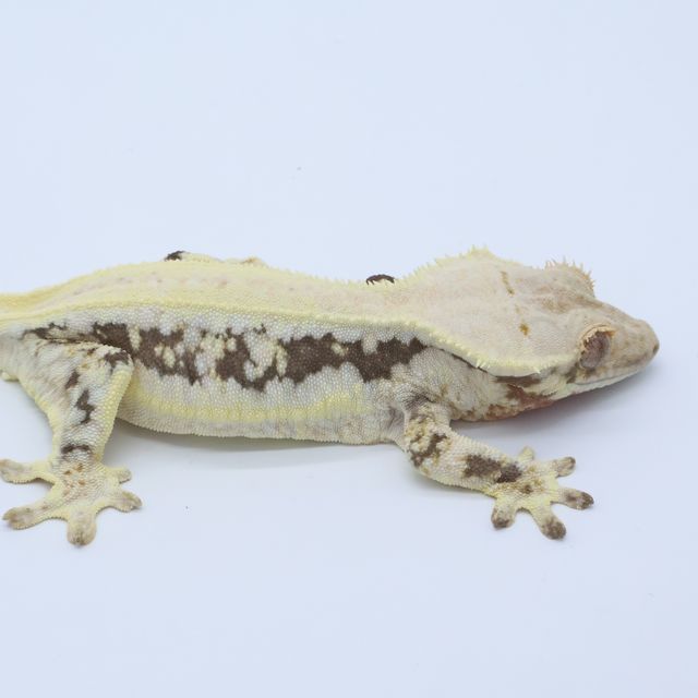 릴리화이트 솔리드백