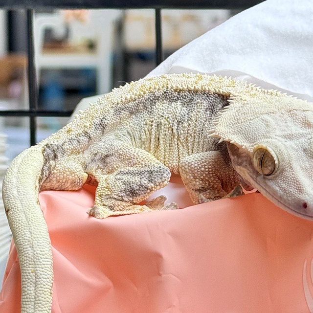 드리피 화이트스팟