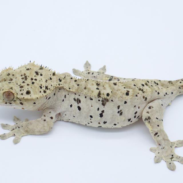 슈퍼달마시안 옐로우