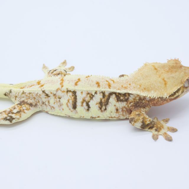 트라이 릴리화이트