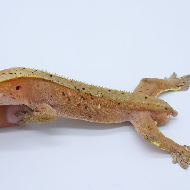 슈퍼달마시안 레드