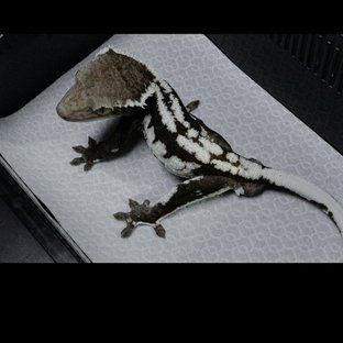 아잔틱 (부)