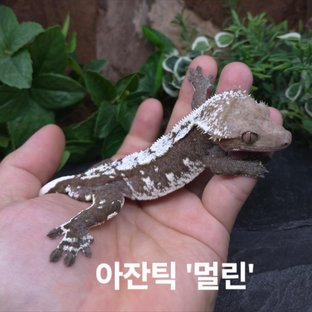 아잔틱 (부)