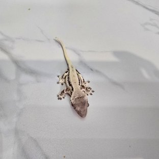 릴리 세이블 100%헷아잔틱