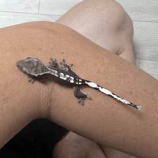 아잔틱