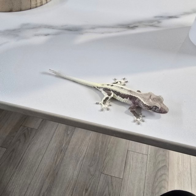 아잔틱 릴잔틱 세이블