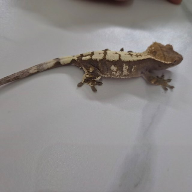 세이블 100%헷아잔틱